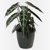 Alocasia amazonica + Cachep Antracite